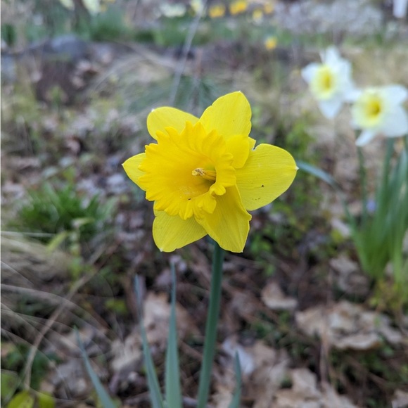 Meet your Posher, Sandy - Picture 2 of 3